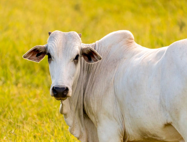 BOI/CEPEA: Demanda externa aquecida contribui para altas de preços no BR</h2>