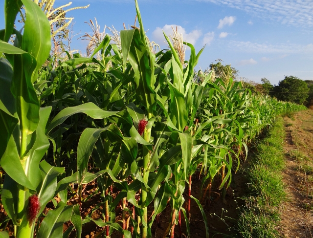 MILHO/CEPEA: Indicador se aproxima dos R$ 70/sc</h2>
