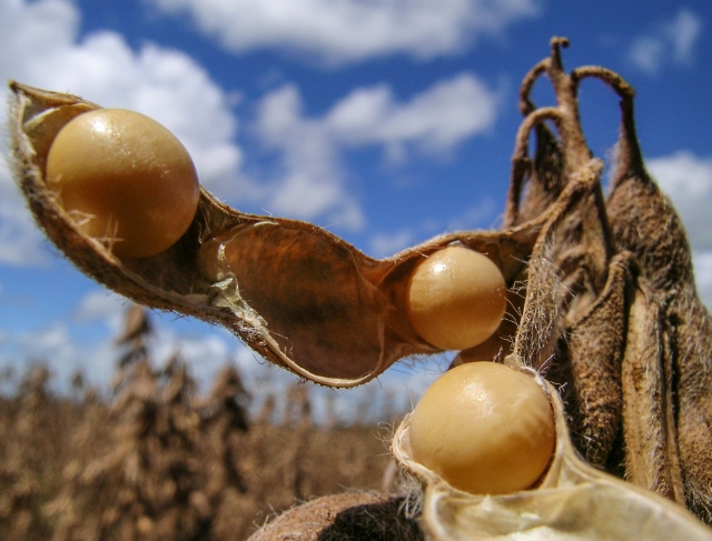SOJA/CEPEA: Oferta global recorde pressiona cotações</h2>